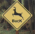 Show product details for Buck- S/T LP (Sale price!)