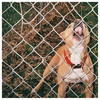 Knocked Loose- Pop Culture CD